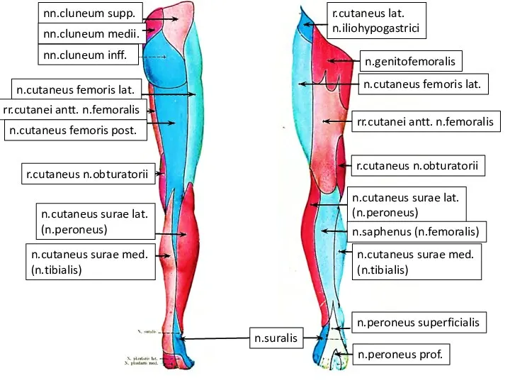 r.cutaneus lat. n.iliohypogastrici n.genitofemoralis n.cutaneus femoris lat. rr.cutanei antt. n.femoralis r.cutaneus n.obturatorii