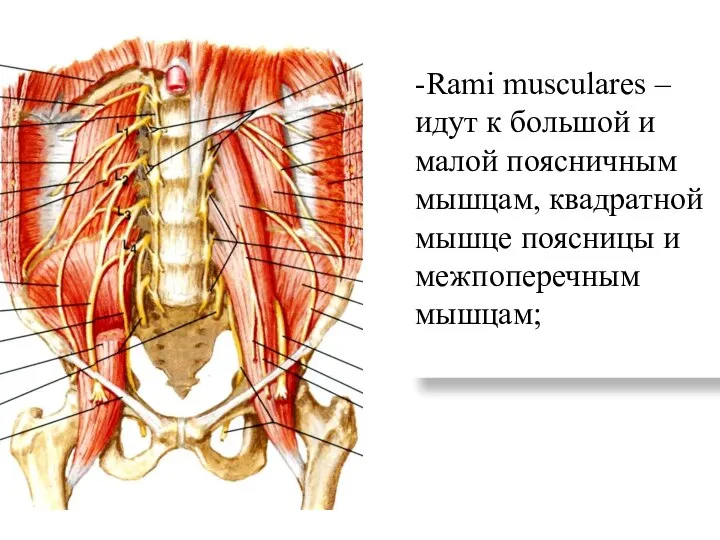 -Rami muscularеs – идут к большой и малой поясничным мышцам, квадратной мышце поясницы и межпоперечным мышцам;