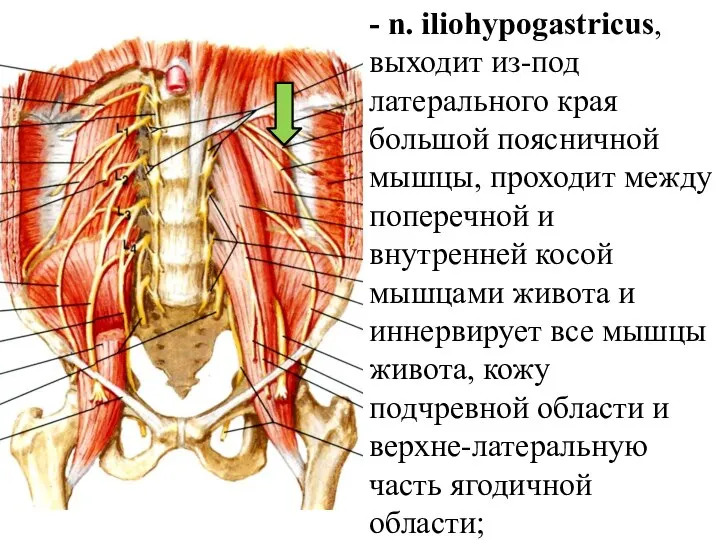 - n. iliohypogastricus, выходит из-под латерального края большой поясничной мышцы, проходит между