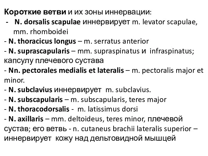 Короткие ветви и их зоны иннервации: N. dorsalis scapulae иннервирует m. levator