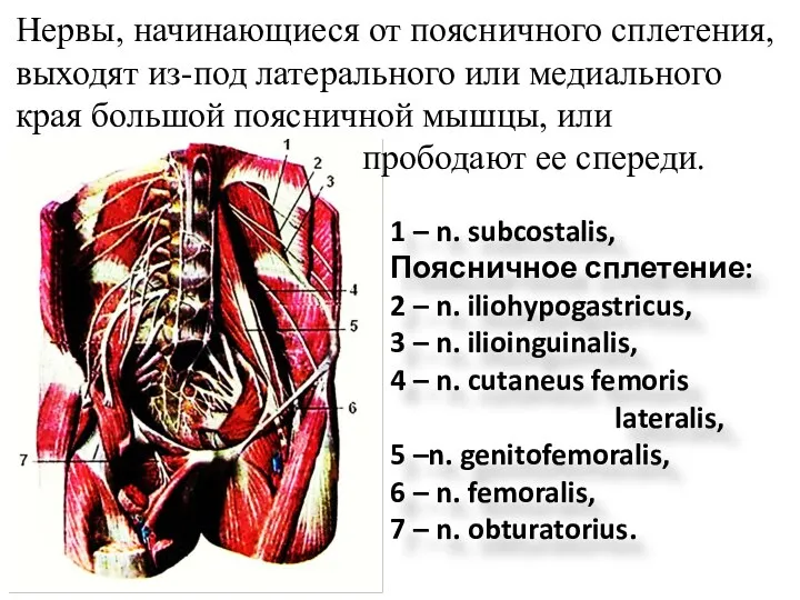 Нервы, начинающиеся от поясничного сплетения, выходят из-под латерального или медиального края большой