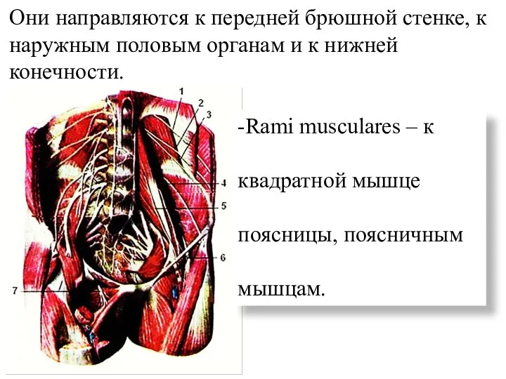 Они направляются к передней брюшной стенке, к наружным половым органам и к