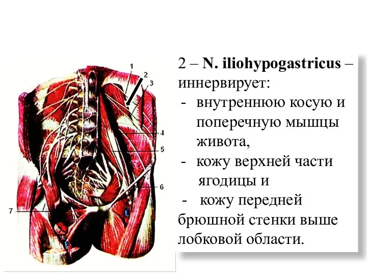 2 – N. iliohypogastricus – иннервирует: внутреннюю косую и поперечную мышцы живота,