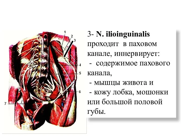 3- N. ilioinguinalis проходит в паховом канале, иннервирует: - содержимое пахового канала,