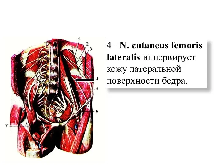 4 - N. cutaneus femoris lateralis иннервирует кожу латеральной поверхности бедра.