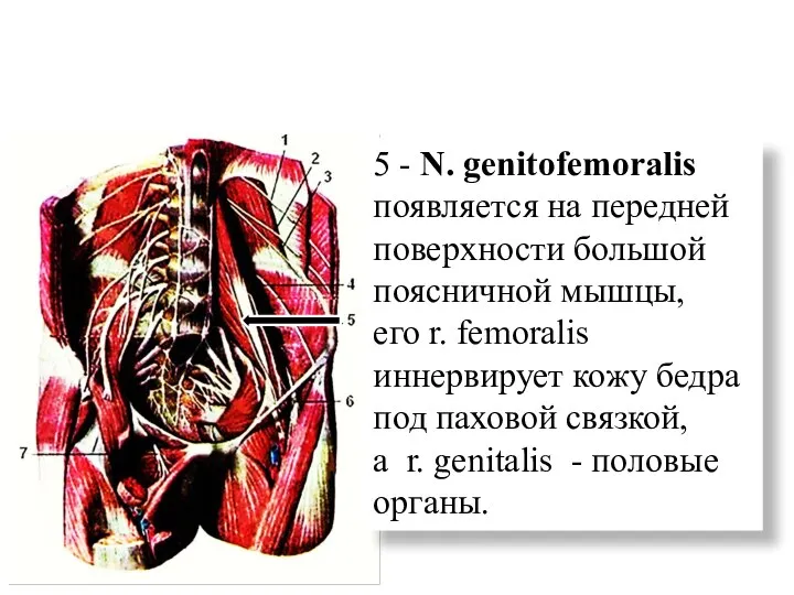 5 - N. genitofemoralis появляется на передней поверхности большой поясничной мышцы, его