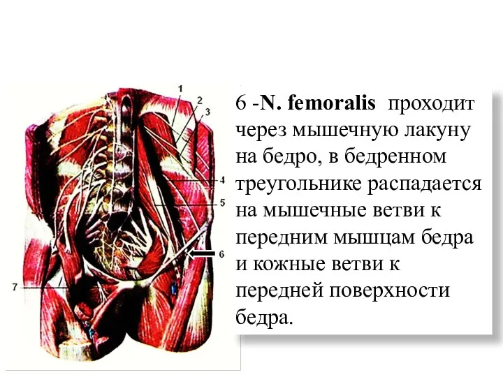 6 -N. femoralis проходит через мышечную лакуну на бедро, в бедренном треугольнике