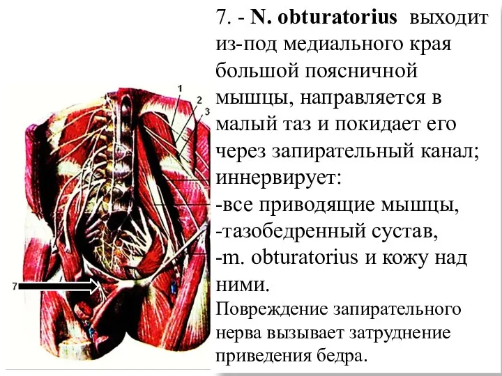 7. - N. obturatorius выходит из-под медиального края большой поясничной мышцы, направляется