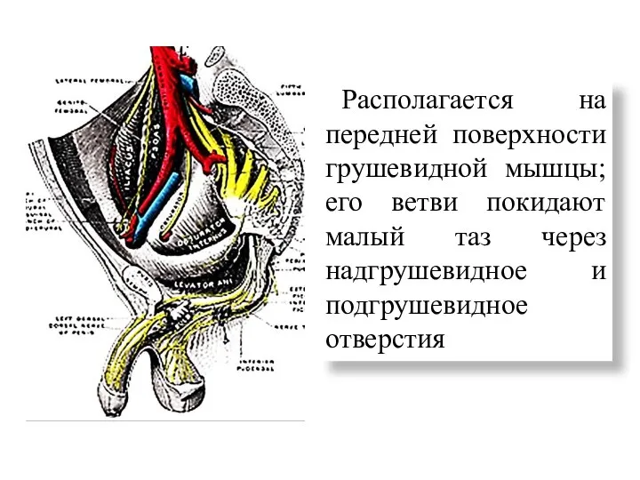 Располагается на передней поверхности грушевидной мышцы; его ветви покидают малый таз через надгрушевидное и подгрушевидное отверстия