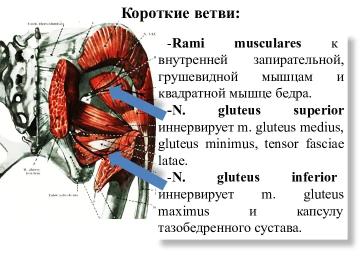 -Rami musculares к внутренней запирательной, грушевидной мышцам и квадратной мышце бедра. -N.