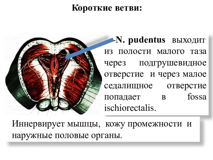 Короткие ветви: --N. pudentus выходит из полости малого таза через подгрушевидное отверстие