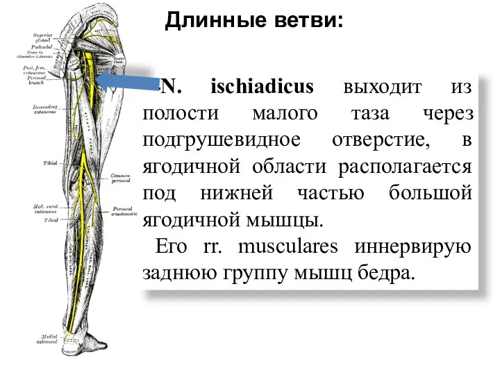 Длинные ветви: -N. ischiadicus выходит из полости малого таза через подгрушевидное отверстие,