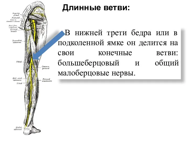 Длинные ветви: -В нижней трети бедра или в подколенной ямке он делится