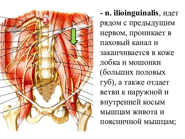 - n. ilioinguinalis, идет рядом с предыдущим нервом, проникает в паховый канал