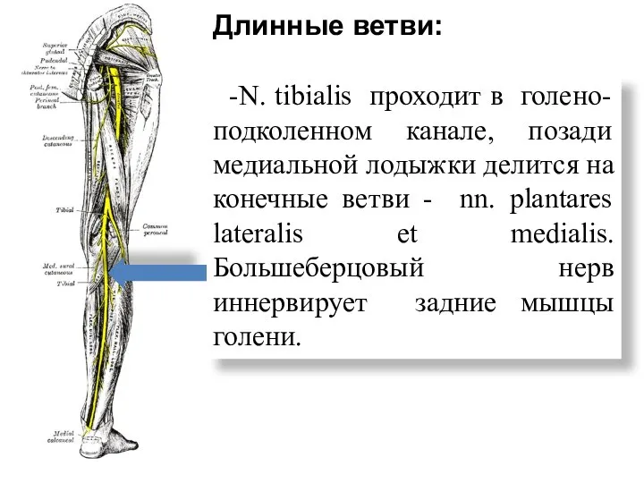 Длинные ветви: -N. tibialis проходит в голено-подколенном канале, позади медиальной лодыжки делится