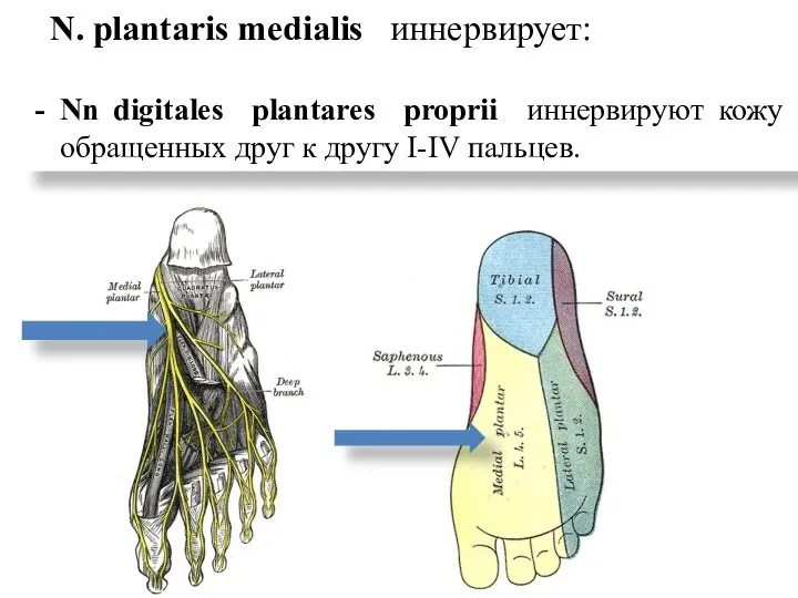 N. plantaris medialis иннервирует: Nn digitales plantares proprii иннервируют кожу обращенных друг к другу I-IV пальцев.