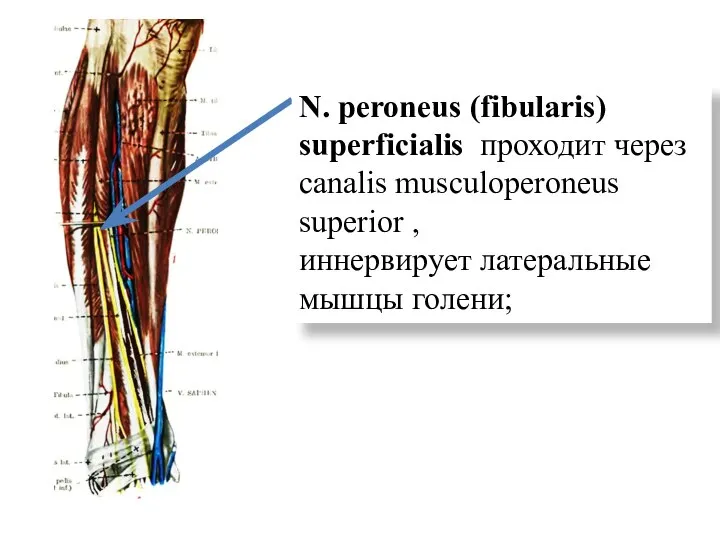 N. peroneus (fibularis) superficialis проходит через canalis musculoperoneus superior , иннервирует латеральные мышцы голени;