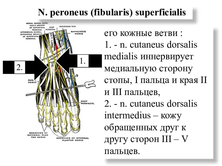 его кожные ветви : 1. - n. cutaneus dorsalis medialis иннервирует медиальную