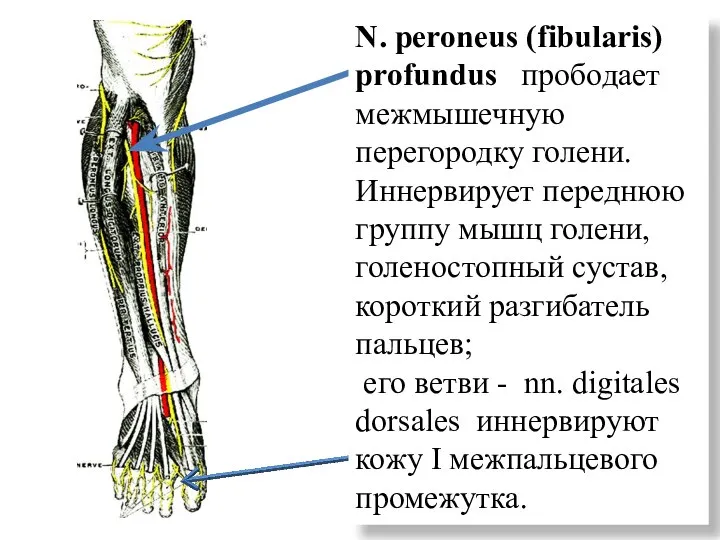 N. peroneus (fibularis) profundus прободает межмышечную перегородку голени. Иннервирует переднюю группу мышц