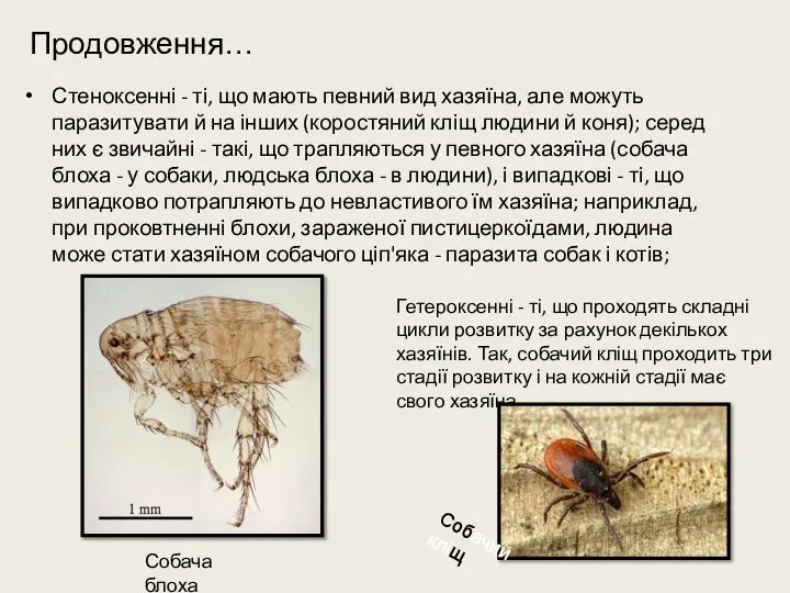 Продовження… Стеноксенні - ті, що мають певний вид хазяїна, але можуть паразитувати