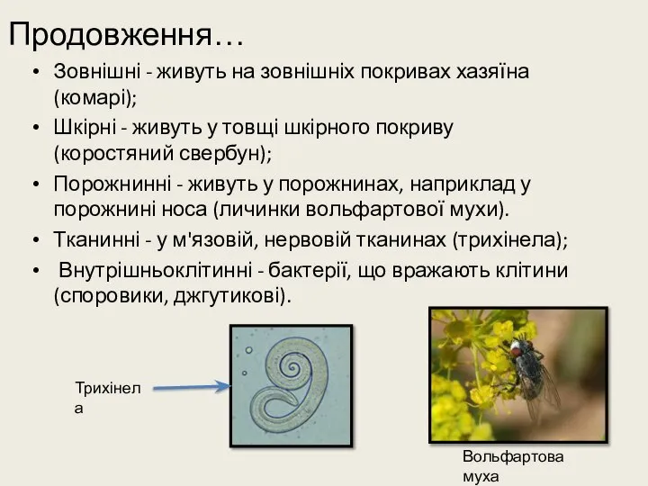 Продовження… Зовнішні - живуть на зовнішніх покривах хазяїна (комарі); Шкірні - живуть