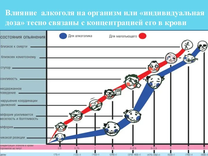 Влияние алкоголя на организм или «индивидуальная доза» тесно связаны с концентрацией его в крови