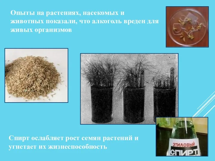 Опыты на растениях, насекомых и животных показали, что алкоголь вреден для живых