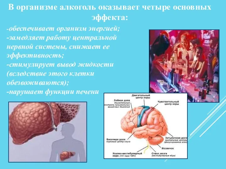 В организме алкоголь оказывает четыре основных эффекта: -обеспечивает организм энергией; -замедляет работу