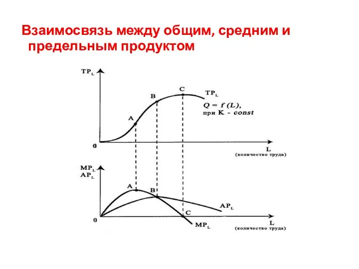 Взаимосвязь между общим, средним и предельным продуктом