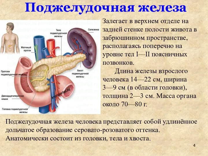 Поджелудочная железа Залегает в верхнем отделе на задней стенке полости живота в