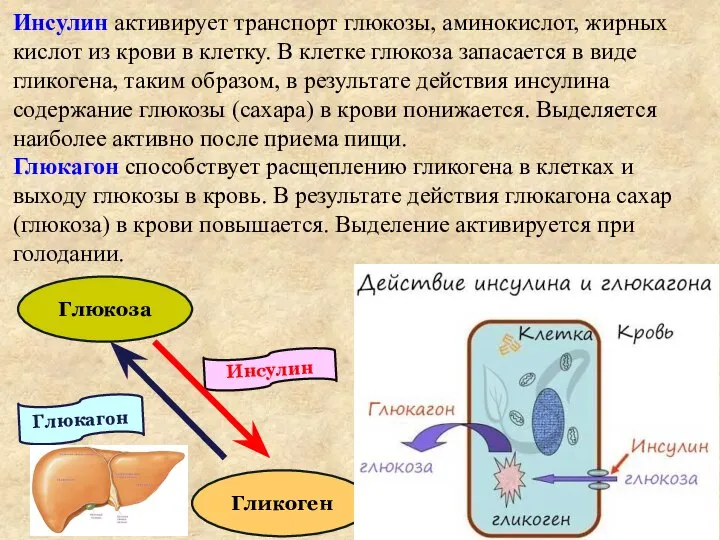 Инсулин Глюкагон Инсулин активирует транспорт глюкозы, аминокислот, жирных кислот из крови в