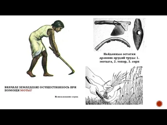 ВНАЧАЛЕ ЗЕМЛЕДЕЛИЕ ОСУЩЕСТВЛЯЛОСЬ ПРИ ПОМОЩИ МОТЫГ Найденные остатки древних орудий труда: 1.