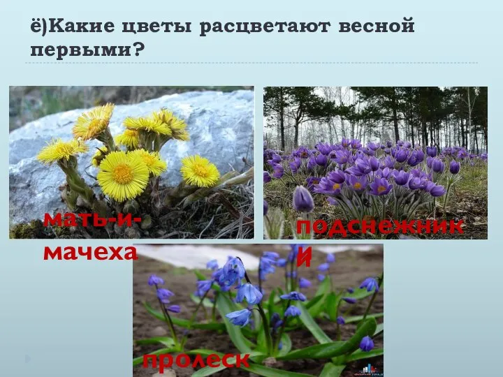 ё)Какие цветы расцветают весной первыми? мать-и-мачеха подснежники пролеска подснежники
