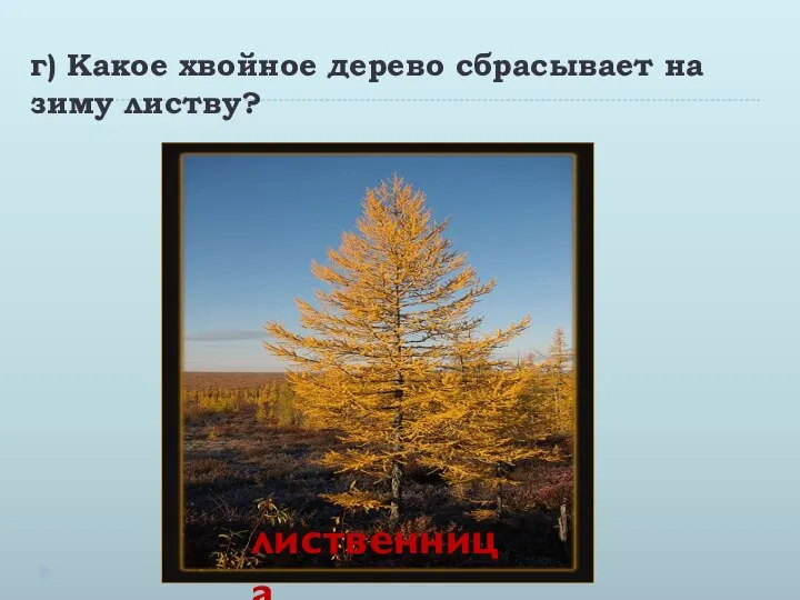 г) Какое хвойное дерево сбрасывает на зиму листву? лиственница