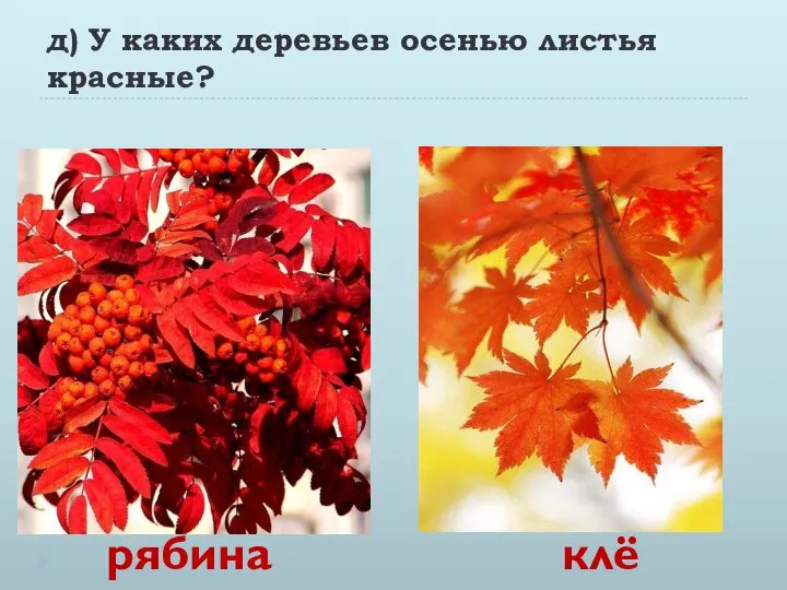 д) У каких деревьев осенью листья красные? рябина клён