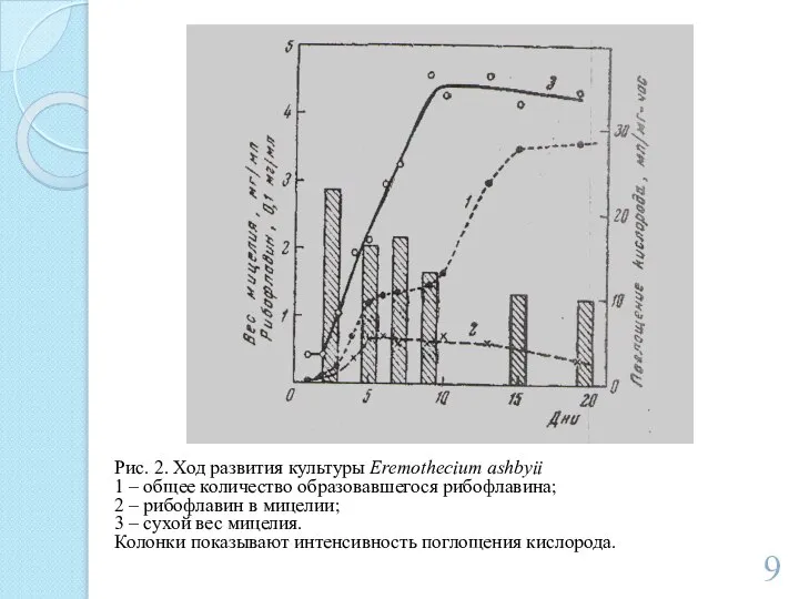 Рис. 2. Ход развития культуры Eremothecium ashbyii 1 – общее количество образовавшегося