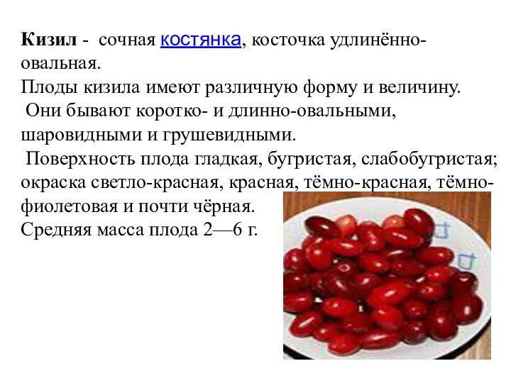 Кизил - сочная костянка, косточка удлинённо-овальная. Плоды кизила имеют различную форму и