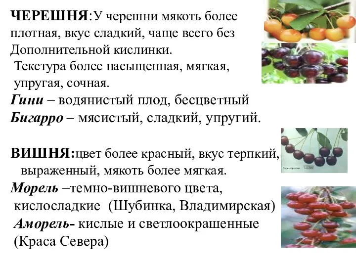 ЧЕРЕШНЯ:У черешни мякоть более плотная, вкус сладкий, чаще всего без Дополнительной кислинки.