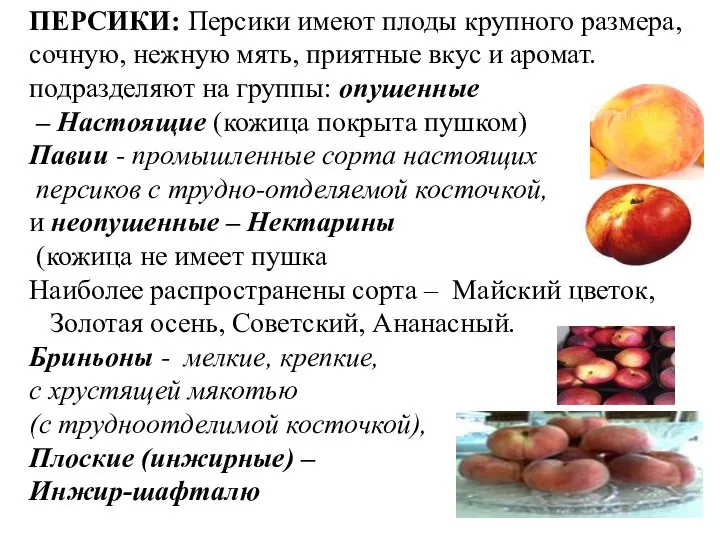 ПЕРСИКИ: Персики имеют плоды крупного размера, сочную, нежную мять, приятные вкус и