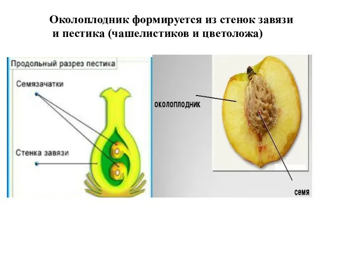 Околоплодник формируется из стенок завязи и пестика (чашелистиков и цветоложа)