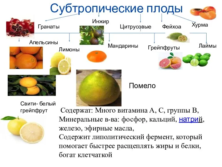 Субтропические плоды Цитрусовые Хурма Инжир Гранаты Апельсины Лимоны Мандарины Лаймы Грейпфруты Фейхоа