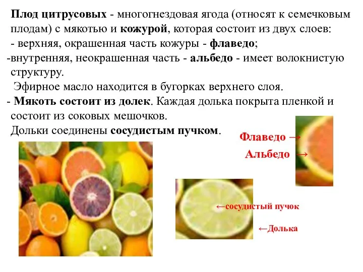 Плод цитрусовых - многогнездовая ягода (относят к семечковым плодам) с мякотью и