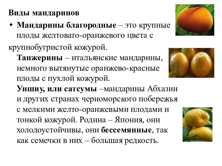 Виды мандаринов Мандарины благородные – это крупные плоды желтовато-оранжевого цвета с крупнобугристой