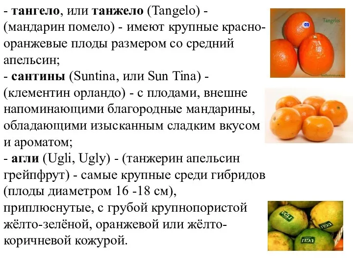 - тангело, или танжело (Tangelo) - (мандарин помело) - имеют крупные красно-оранжевые
