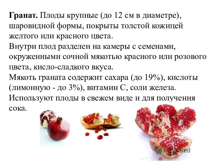 Гранат. Плоды крупные (до 12 см в диаметре), шаровидной формы, покрыты толстой