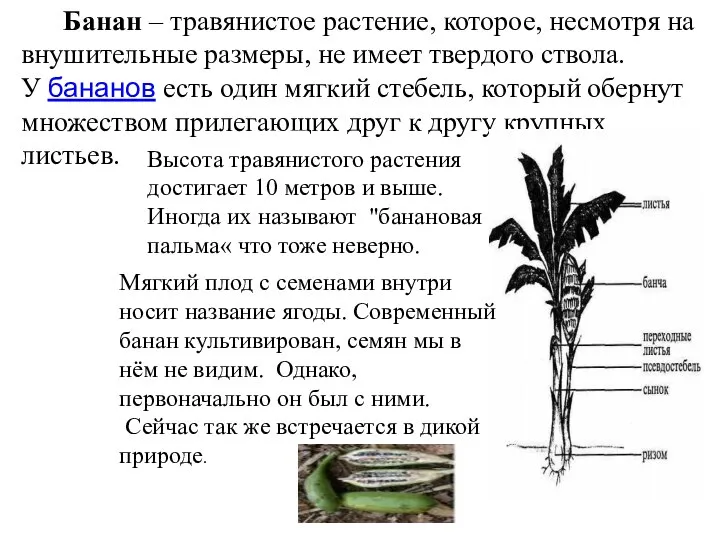 Банан – травянистое растение, которое, несмотря на внушительные размеры, не имеет твердого