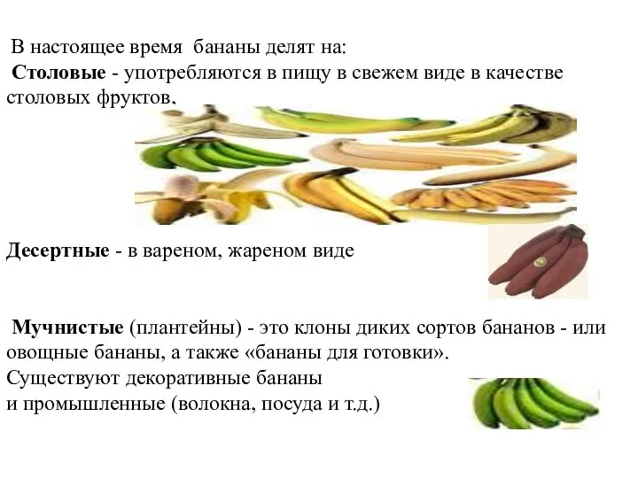 В настоящее время бананы делят на: Столовые - употребляются в пищу в