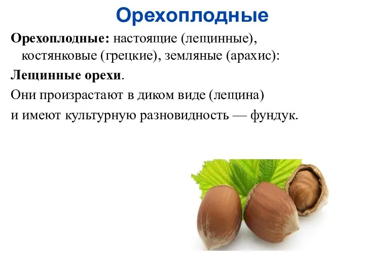 Орехоплодные Орехоплодные: настоящие (лещинные), костянковые (грецкие), земляные (арахис): Лещинные орехи. Они произрастают