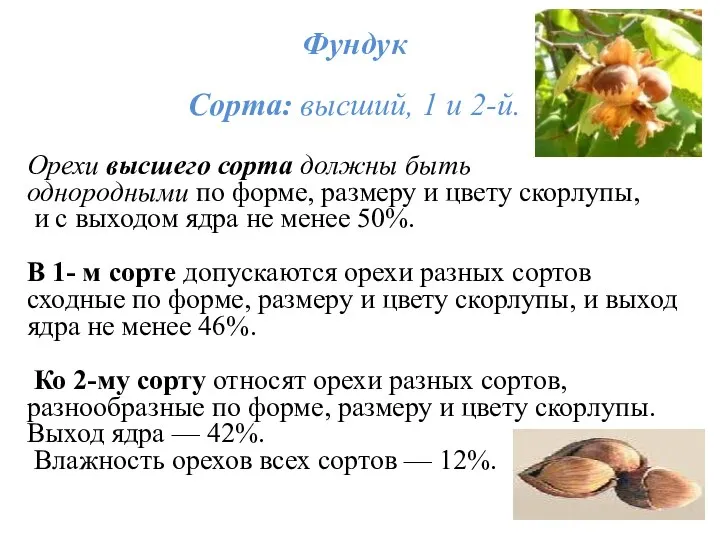 Фундук Сорта: высший, 1 и 2-й. Орехи высшего сорта должны быть однородными