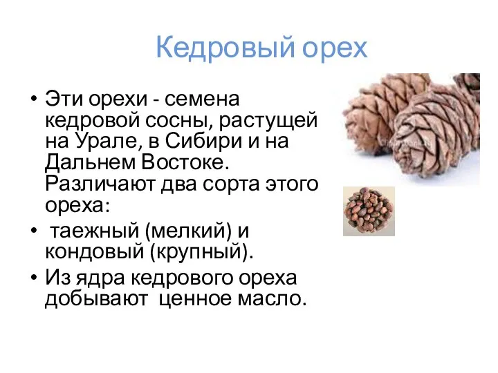 Кедровый орех Эти орехи - семена кедровой сосны, растущей на Урале, в